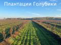 Производство голубики для организации бизнеса